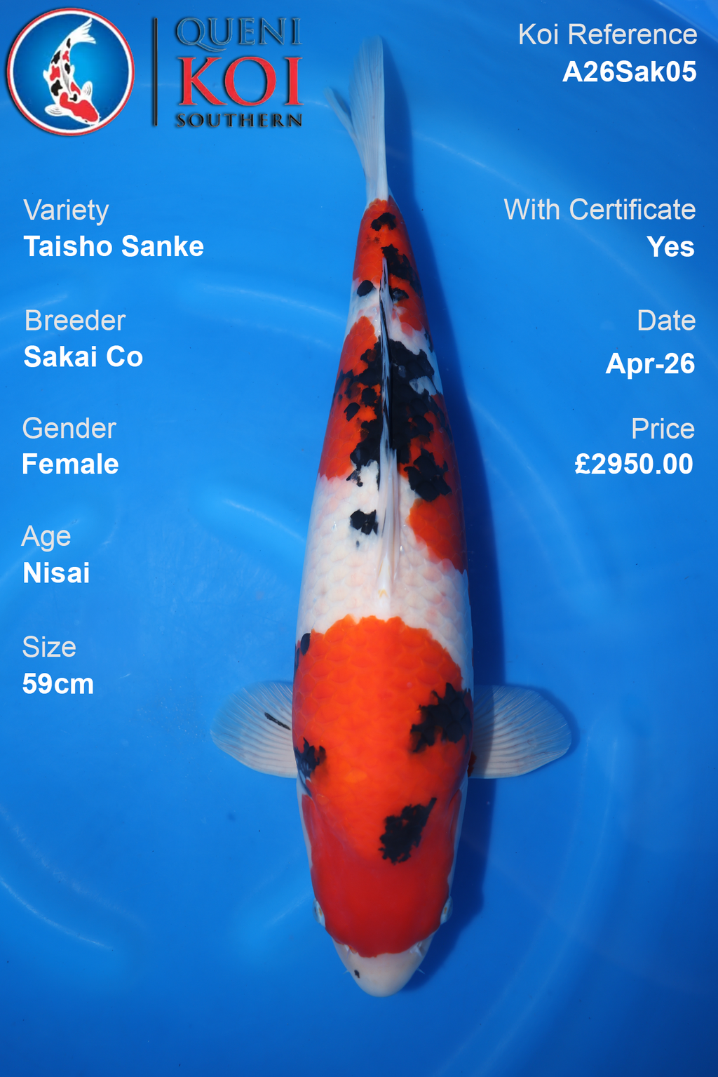 Female Taisho Sanke Nisai Japanese Koi 58cm – Sakai Co A26Sak05