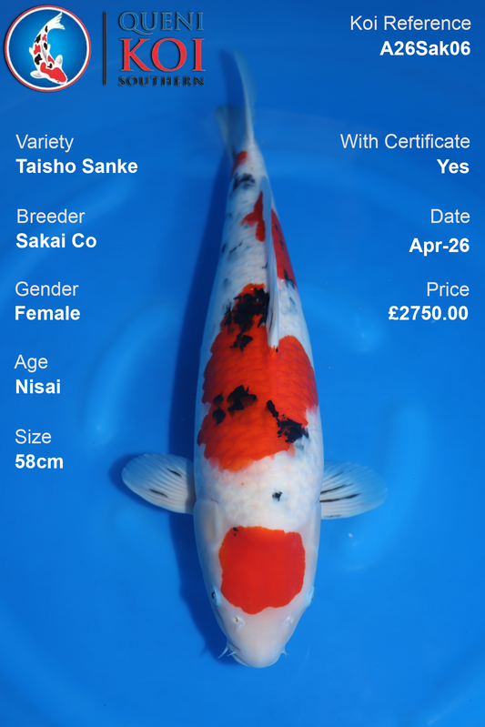 Taisho Sanke Nisai Koi 58cm – Sakai Co A26Sak06