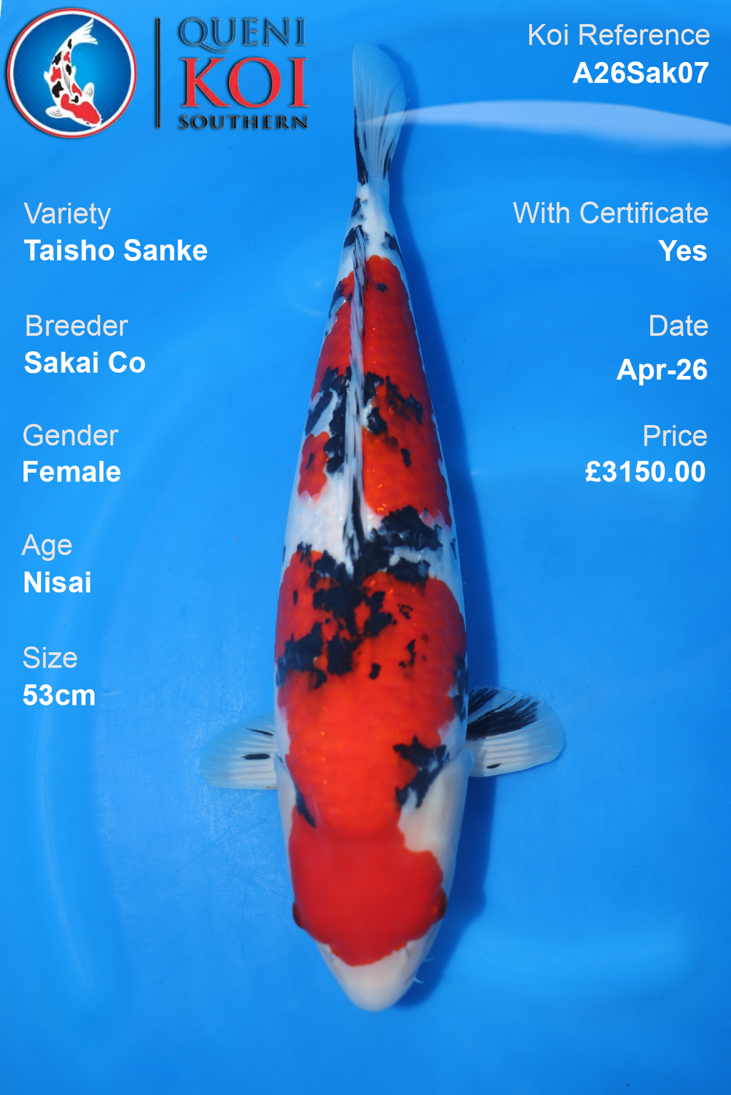 Taisho Sanke Nisai Koi 53cm – Sakai Co A26Sak07