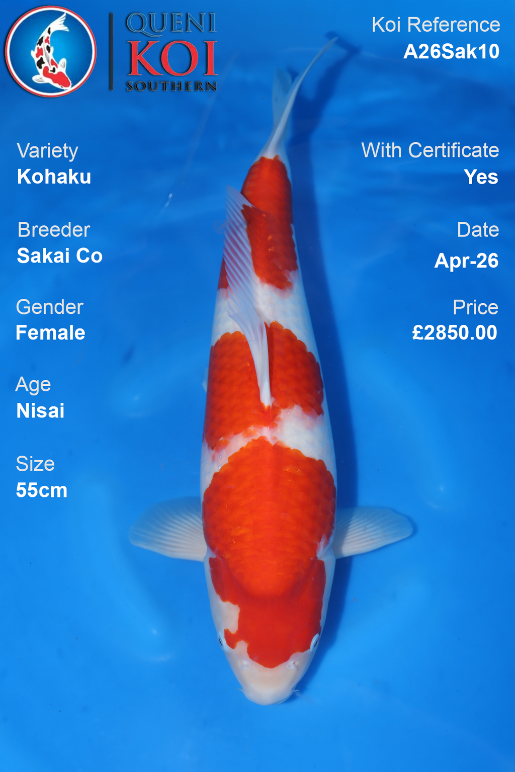 Female Kohaku Sakai Koi 55cm – Sakai Co A26Sak10