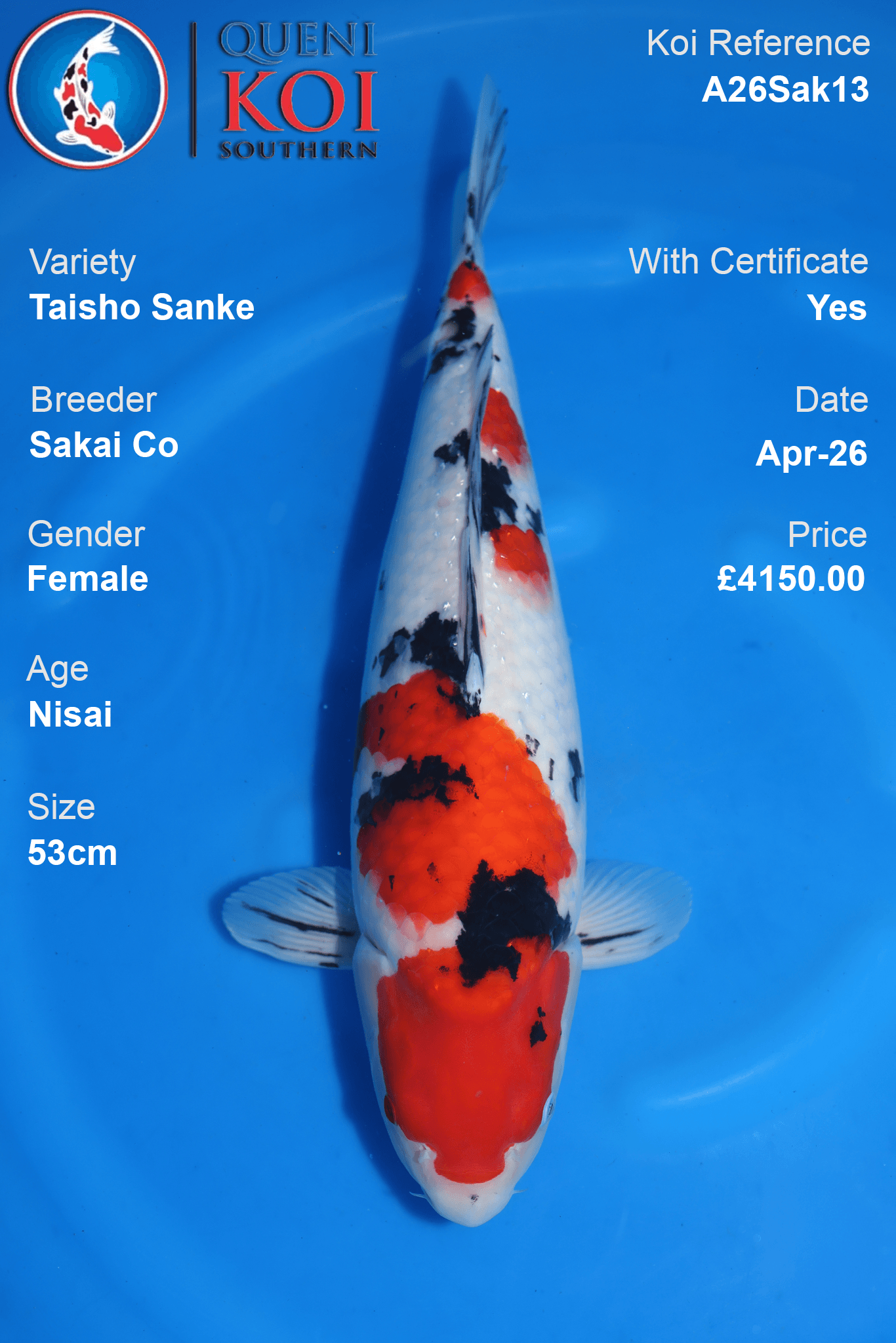 Taisho Sanke Koi Sakai Co Female A26Sak13 measuring 53cm with vivid red markings, swimming in blue water.