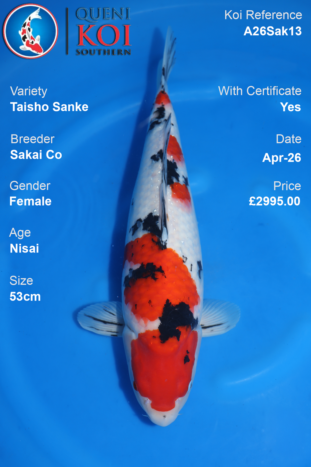Taisho Sanke Koi Sakai Co Female  – A26Sak13 (53cm)