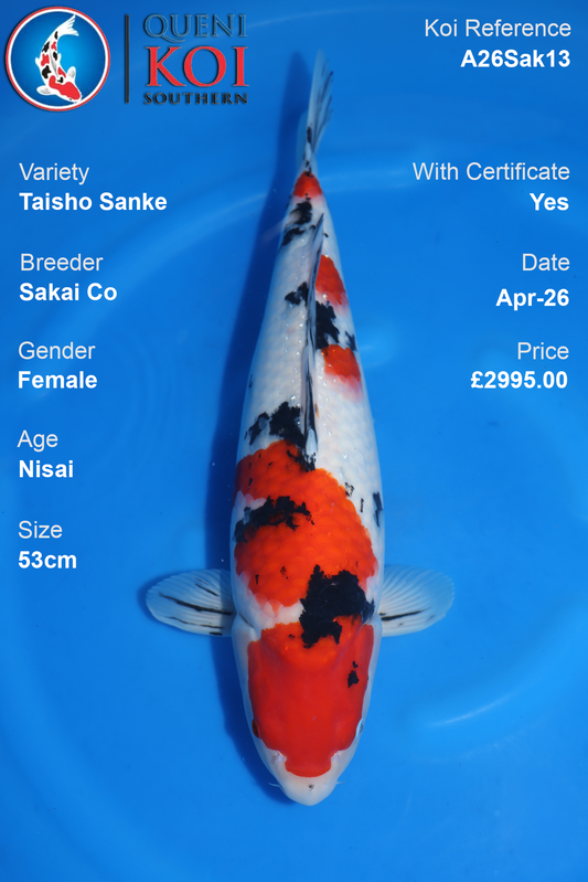 Taisho Sanke Koi Sakai Co Female  – A26Sak13 (53cm)