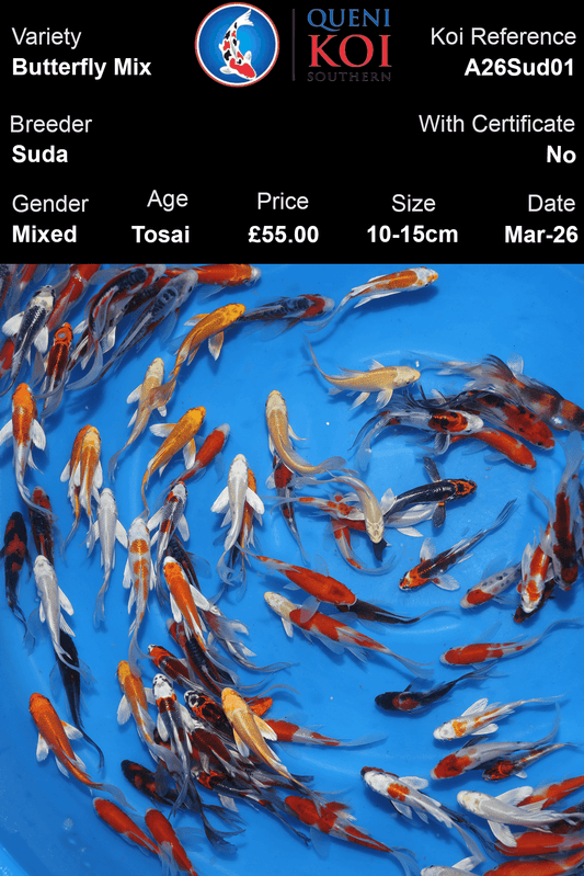 Suda Butterfly Mix Koi 10-15cm Tosai mixed Japanese butterfly koi selection reference A26Sud01