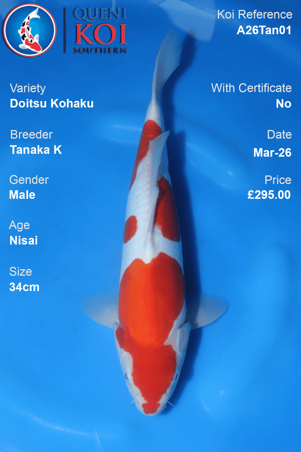 Premium Doitsu Kohaku Koi Fish A26Tan01 34cm male Nisai by Tanaka K
