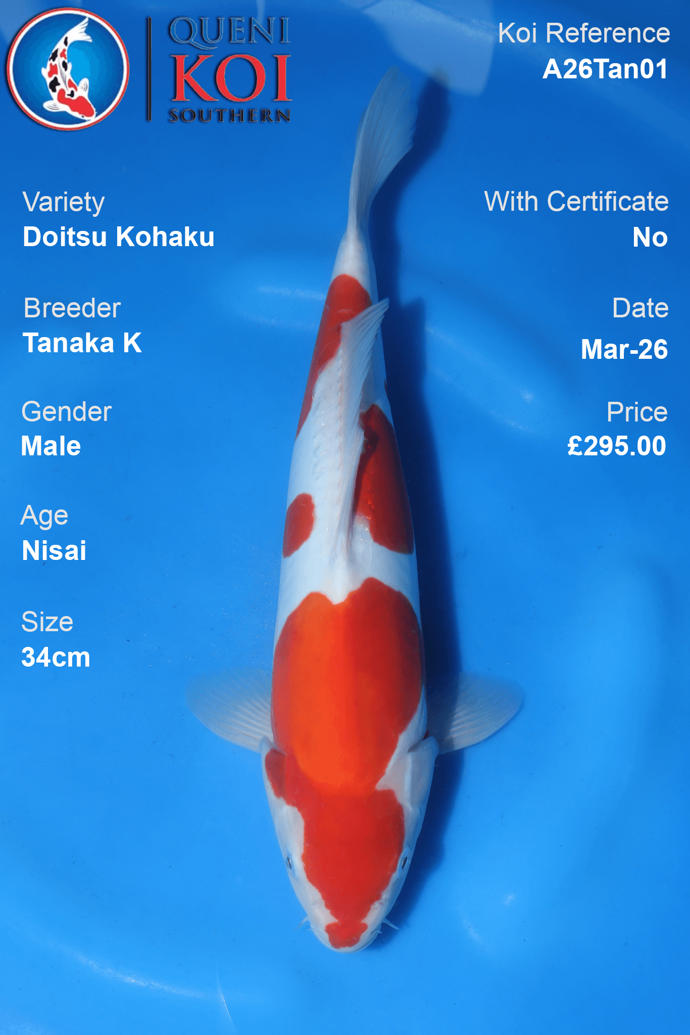 Premium Doitsu Kohaku Koi Fish A26Tan01 34cm male Nisai by Tanaka K