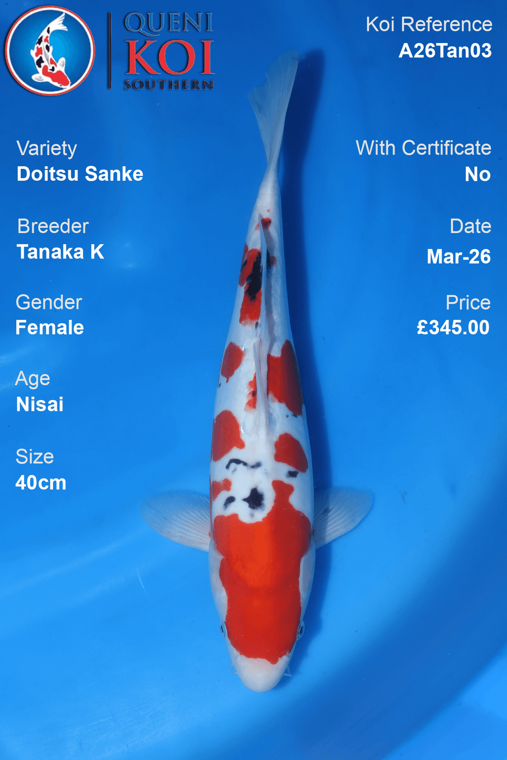 Premium Doitsu Sanke Koi Fish A26Tan03 40cm female Nisai by Tanaka K
