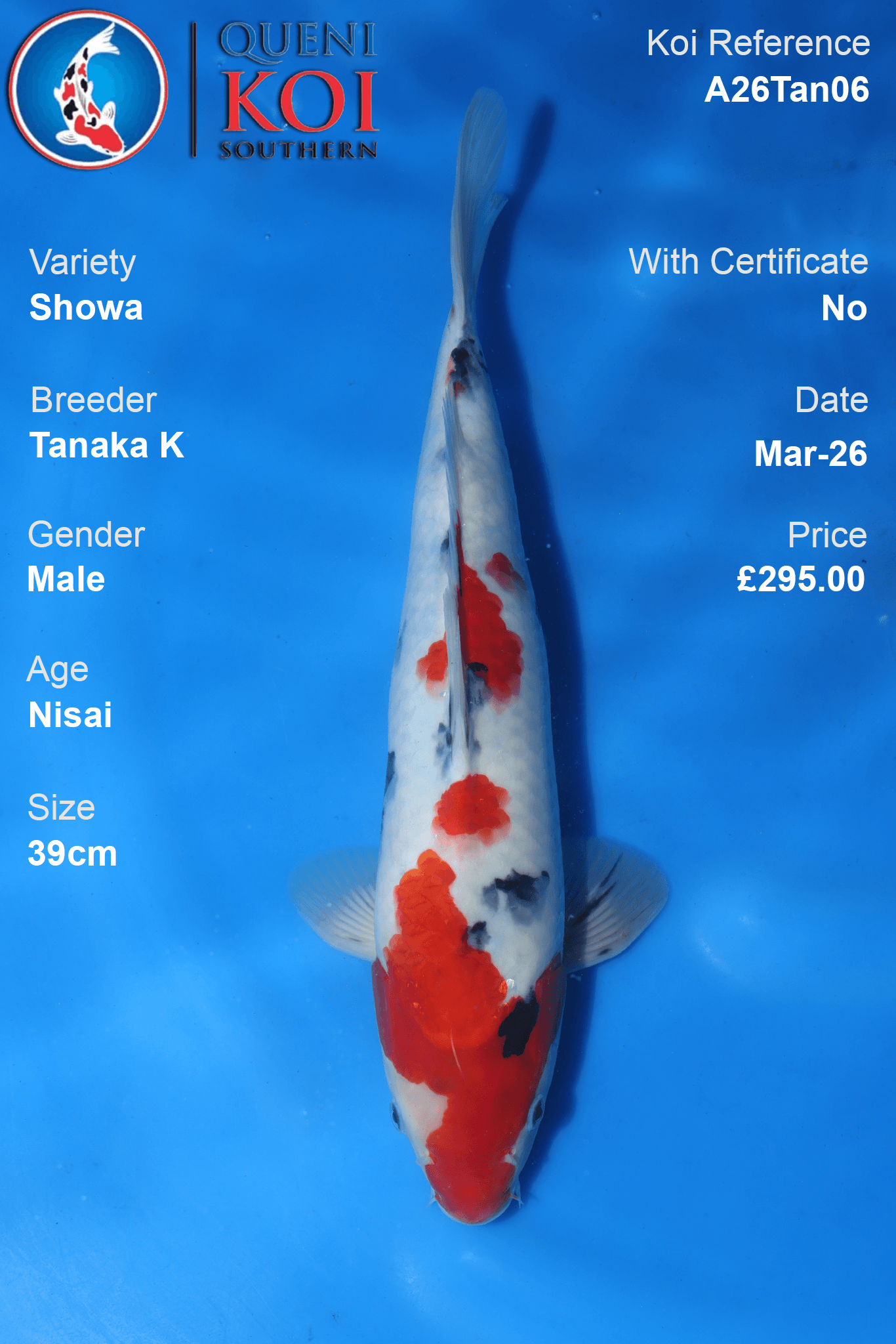 Premium Showa Koi Fish A26Tan06 39cm male Nisai koi by Tanaka K