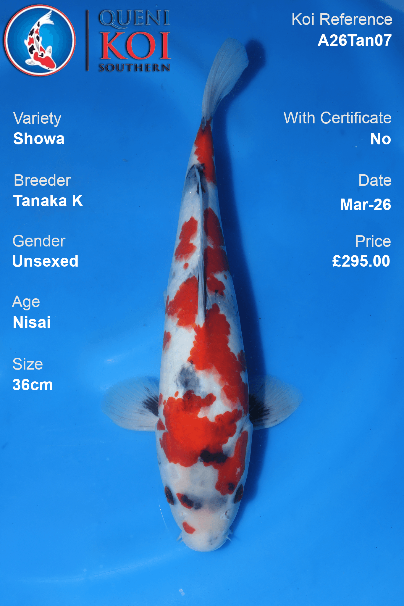 Premium Showa Koi Fish A26Tan07 36cm unsexed Nisai koi by Tanaka K