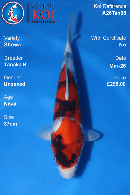 Premium Showa Koi Fish A26Tan08 37cm unsexed Nisai koi by Tanaka K