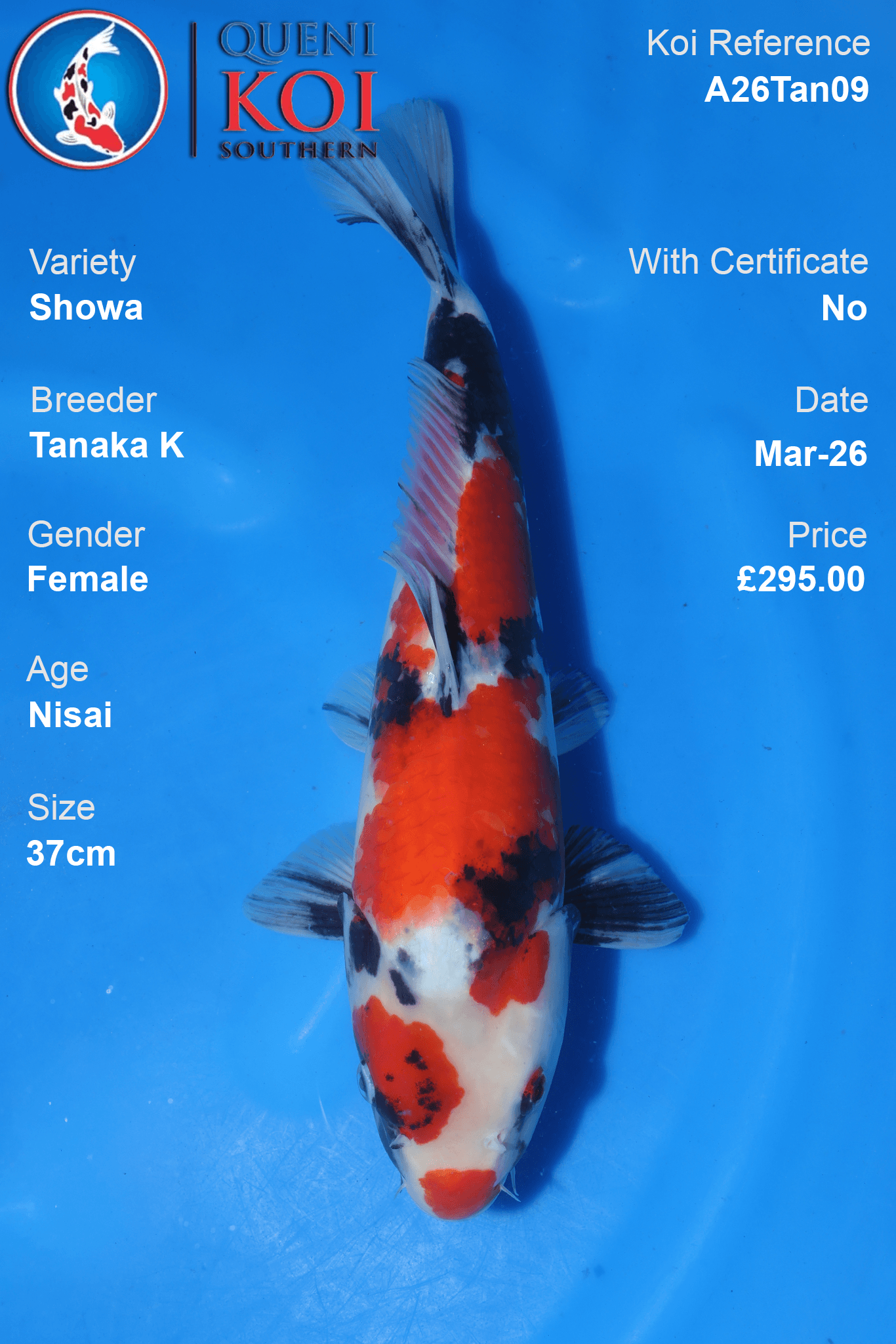 Premium Showa Koi Fish A26Tan09 female Nisai 37cm by Tanaka K