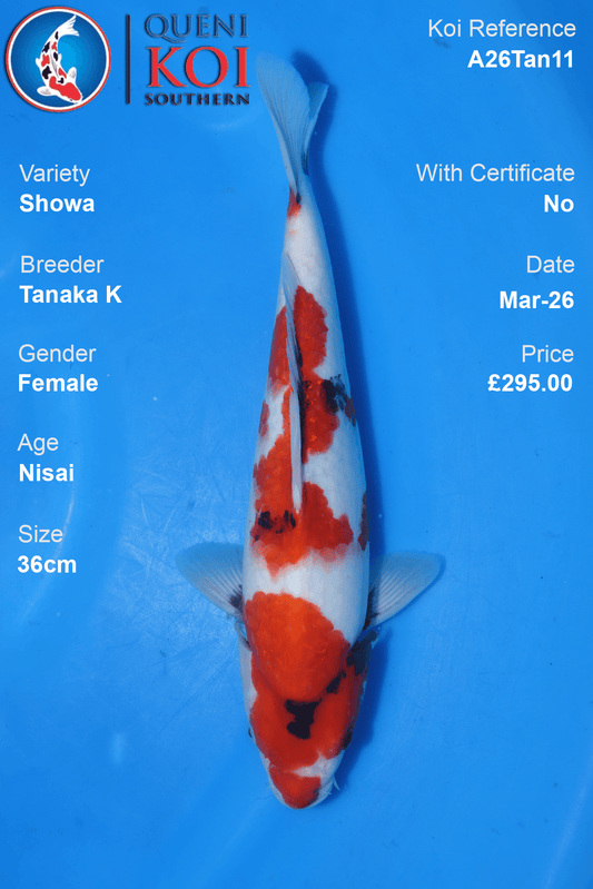Premium Showa Koi Fish A26Tan11 female Nisai 36cm by Tanaka K