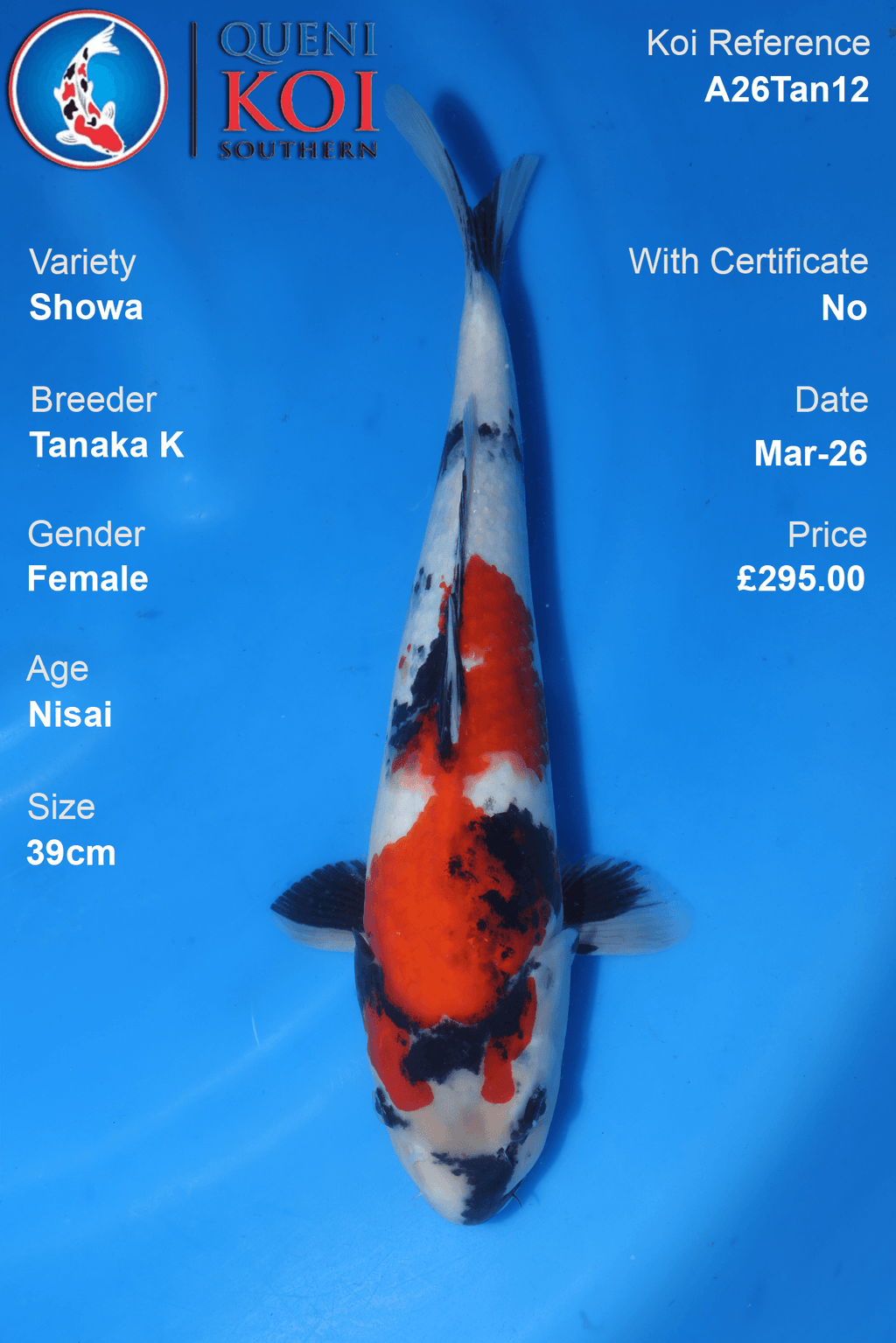 Premium Showa koi fish A26Tan12 female Nisai 39cm by Tanaka K breeder
