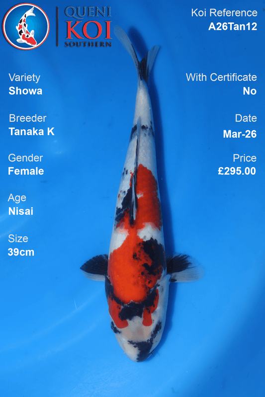Premium Showa koi fish A26Tan12 female Nisai 39cm by Tanaka K breeder