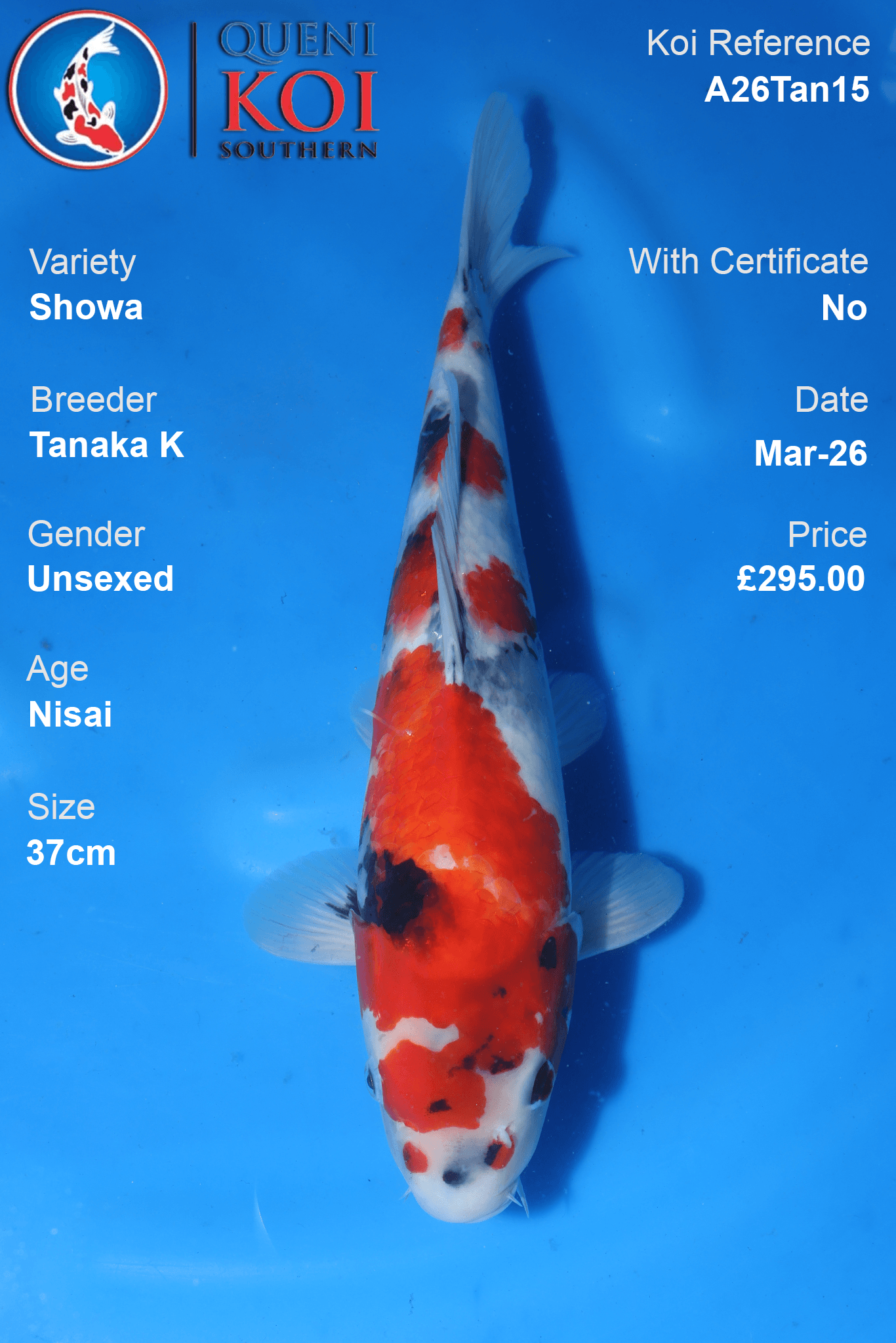Showa koi fish A26Tan15 unsexed 37cm by Tanaka K