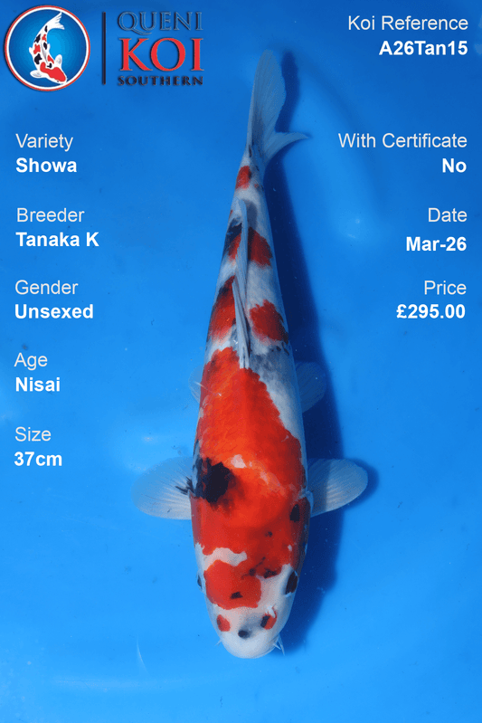 Showa koi fish A26Tan15 unsexed 37cm by Tanaka K