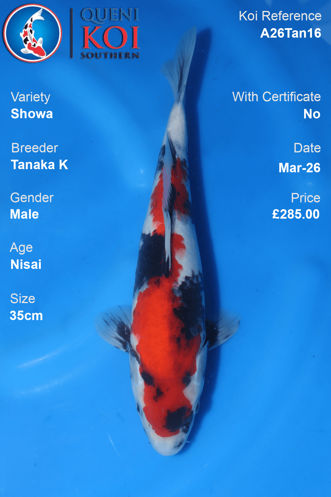 Showa koi fish A26Tan16 male 35cm by Tanaka K