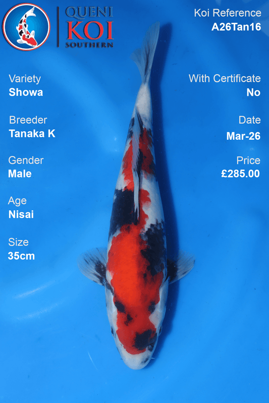 Showa koi fish A26Tan16 male 35cm by Tanaka K