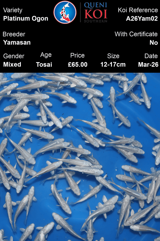 Yamasan Platinum Ogon Koi 12-17cm Tosai mixed Japanese koi selection reference A26Yam02