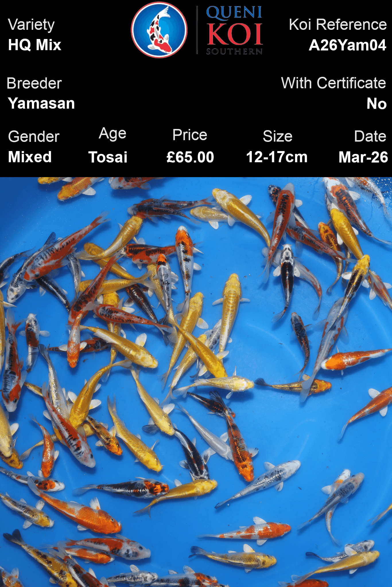 Yamasan HQ Tosai Mix Koi 12-17cm mixed Japanese koi selection reference A26Yam04