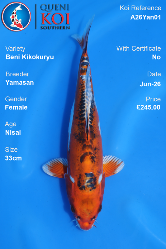Beni Kikokuryu -A26Yan01 33cm Female  Nisai by Yamasan