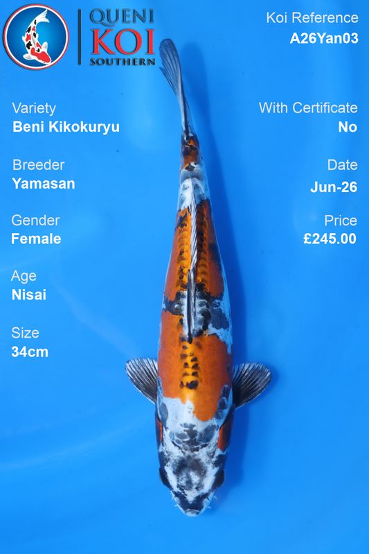 Beni Kikokuryu -A26Yan03  34cm Female  Nisai by Yamasan