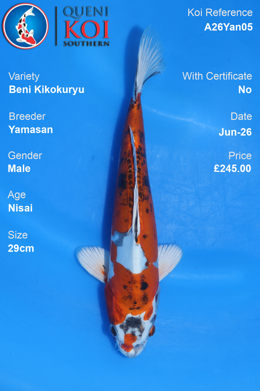 Beni Kikokuryu -A26Yan05  29cm Male  Nisai by Yamasan