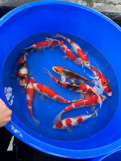 Hiroi Saito Oya Tosai Mix - S25MIX