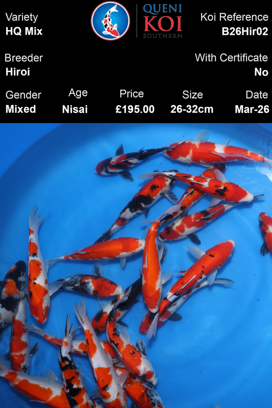 Hiroi HQ Mix Koi 26-32cm Nisai mixed Japanese koi selection reference B26Hir02