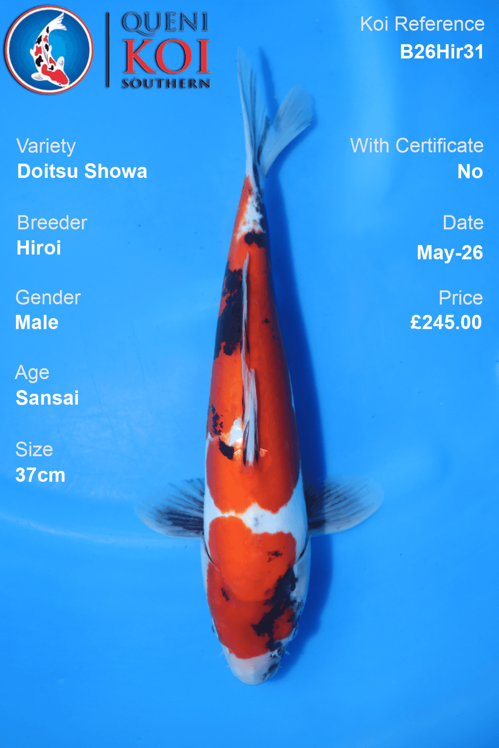 Doitsu Showa Koi Carp B26Hir31 male 37cm Sansai by Hiroi with beni, sumi and shiroji pattern