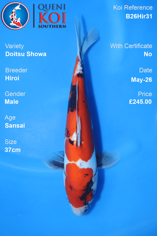 Doitsu Showa Koi Carp B26Hir31 male 37cm Sansai by Hiroi with beni, sumi and shiroji pattern