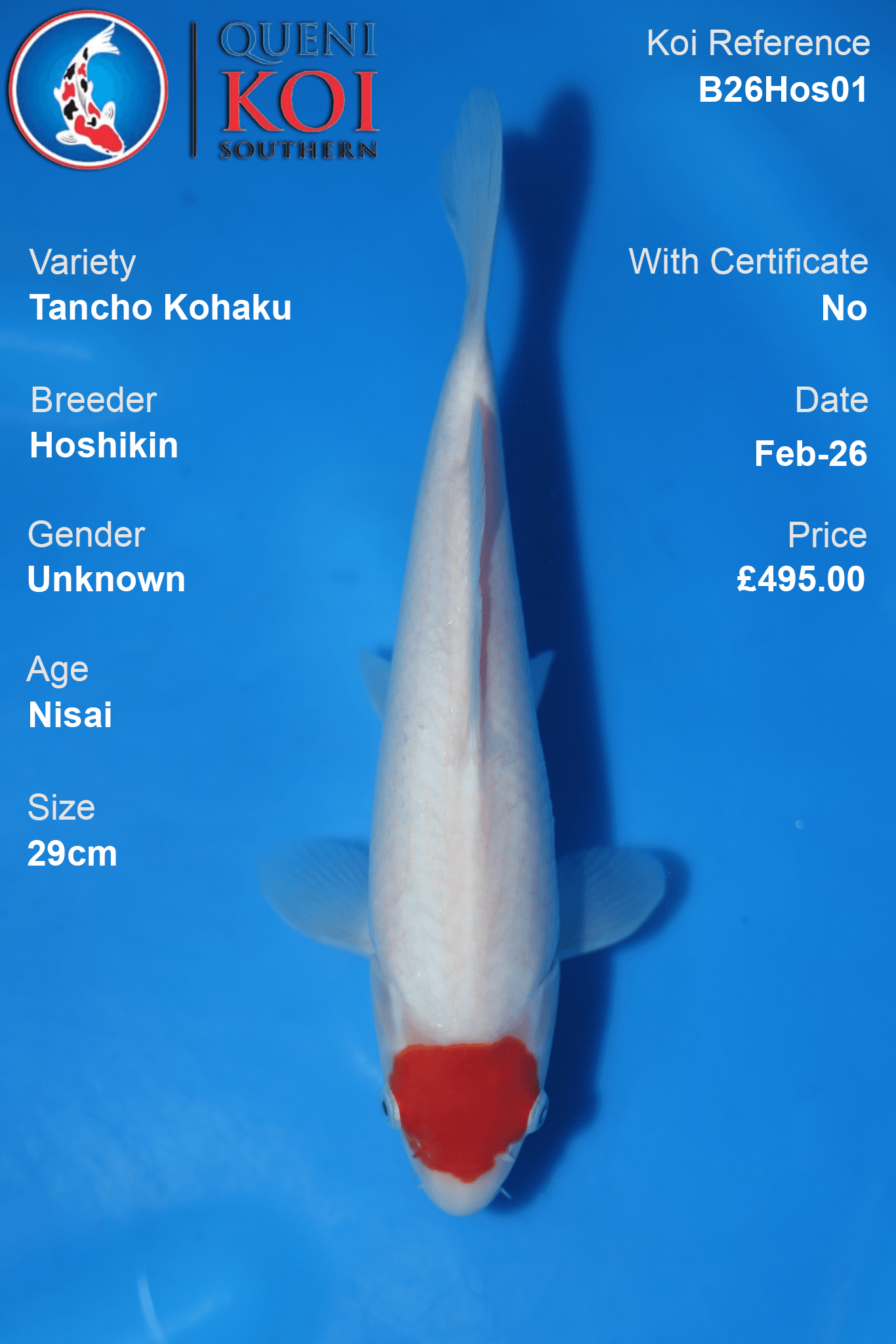 Tancho Kohaku B26Hos01 top view 29cm