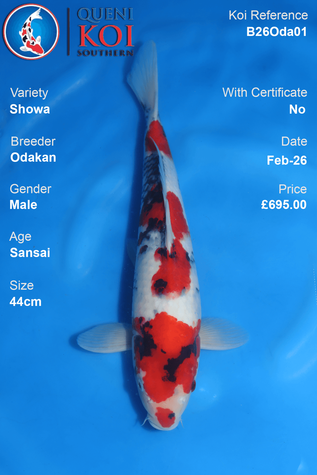 Showa Koi Fish B26Oda01 Male – Odakan Breeder, Sansai