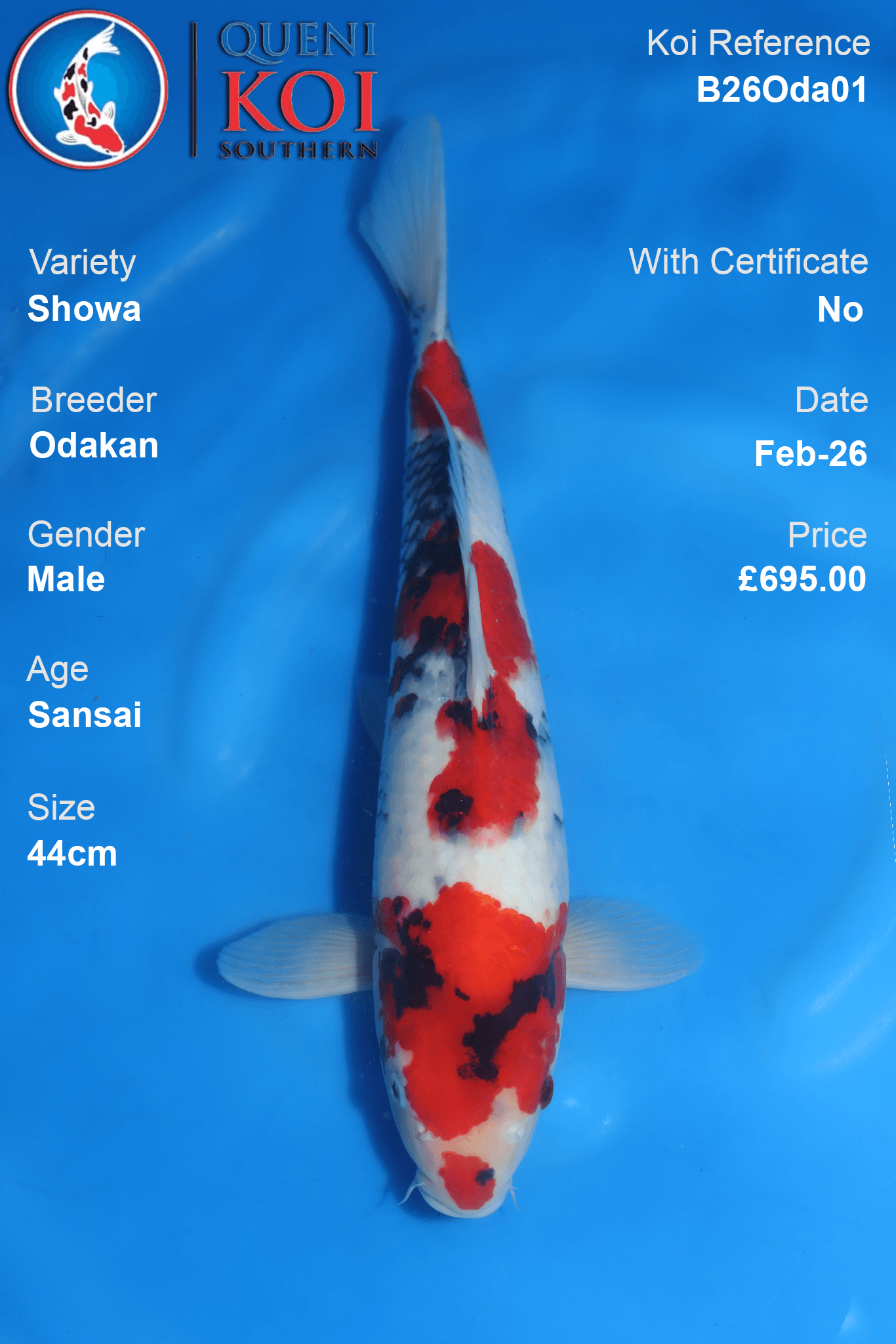 Showa Koi Fish B26Oda01 Male – Odakan Breeder, Sansai