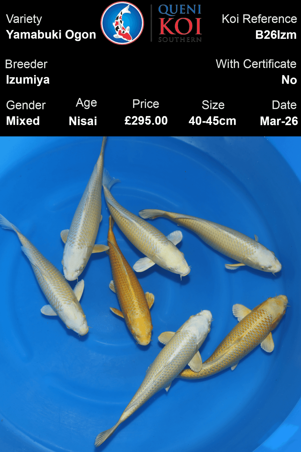 Izumiya Yamabuki Ogon B26Izm – 40-45cm Nisai Premium Koi