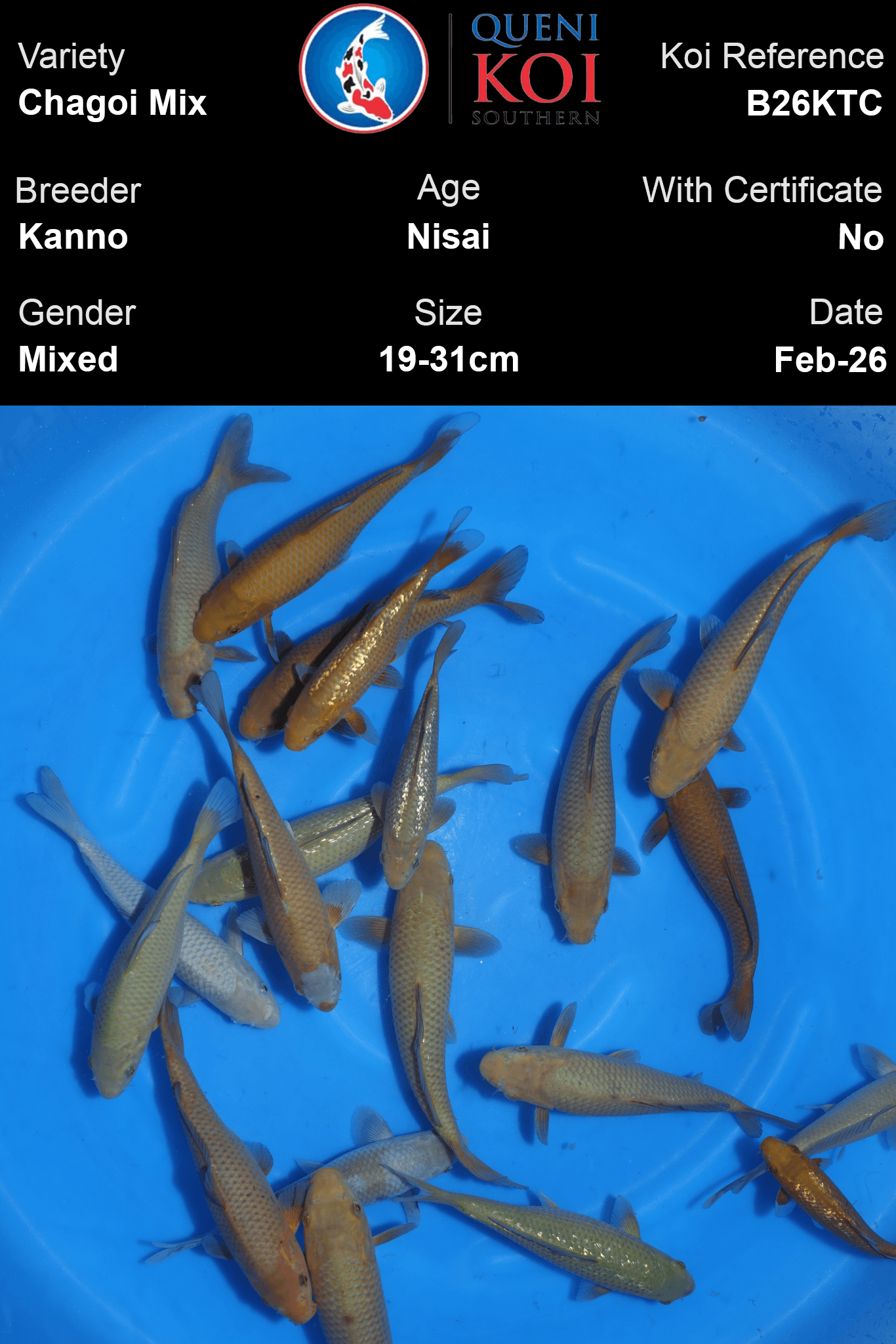 Kanno Chagoi Mix B26KTC Nisai koi 19-31cm