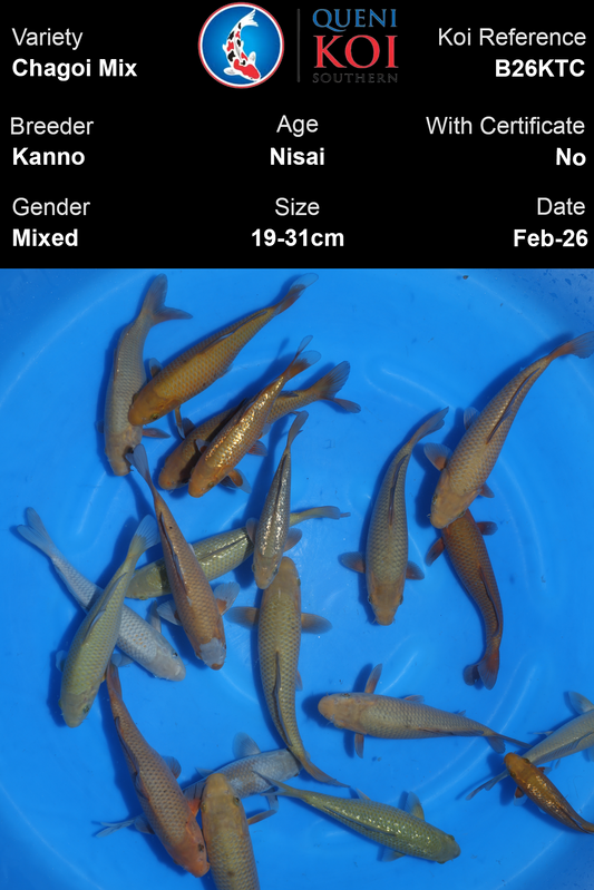 Kanno Chagoi Mix B26KTC Nisai koi 19-31cm