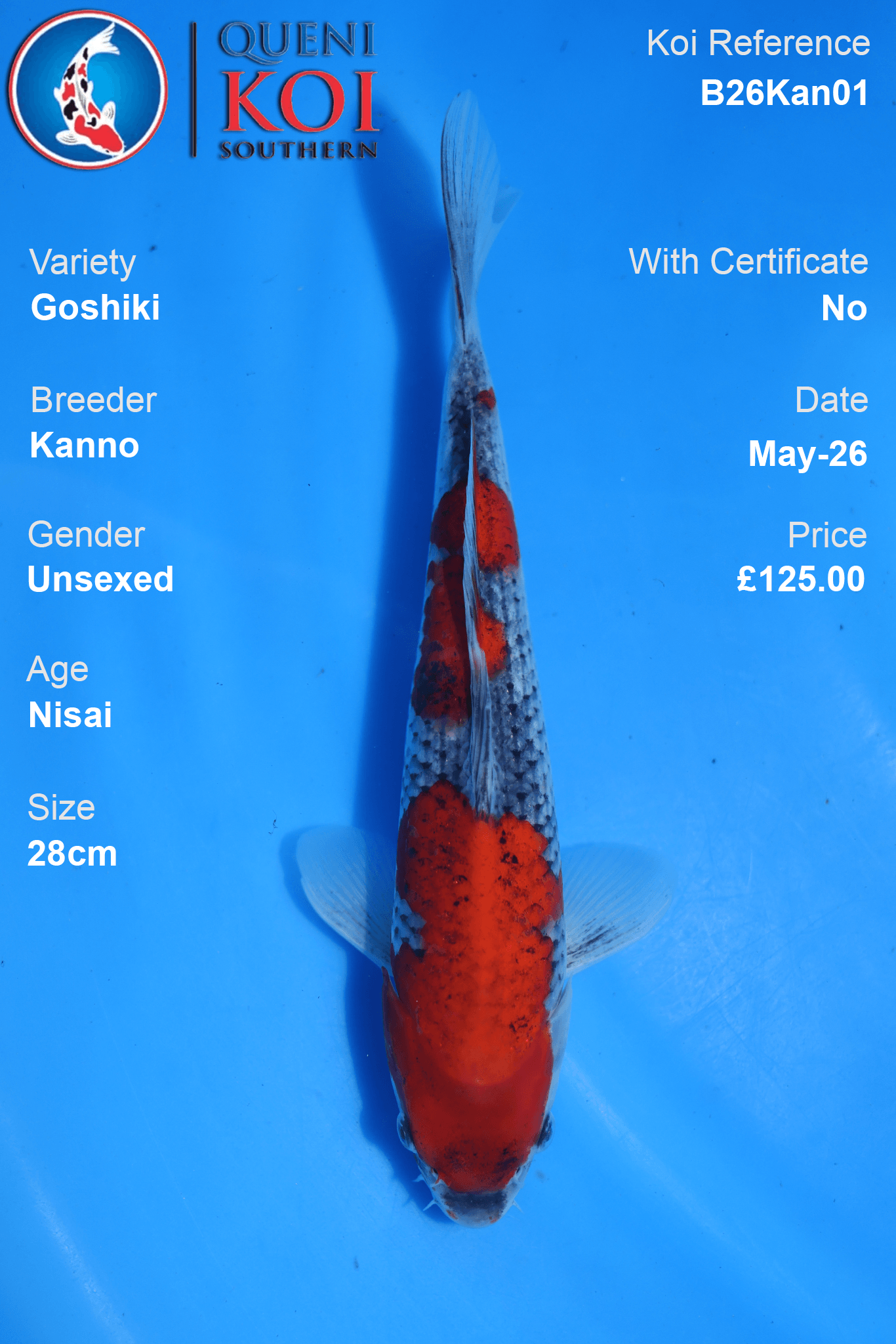 Kanno Goshiki Koi Carp B26Kan01 unsexed 28cm Nisai with beni, sumi reticulation and shiroji detail