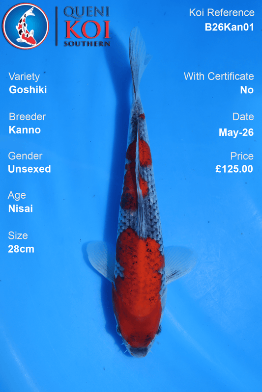 Kanno Goshiki Koi Carp B26Kan01 unsexed 28cm Nisai with beni, sumi reticulation and shiroji detail