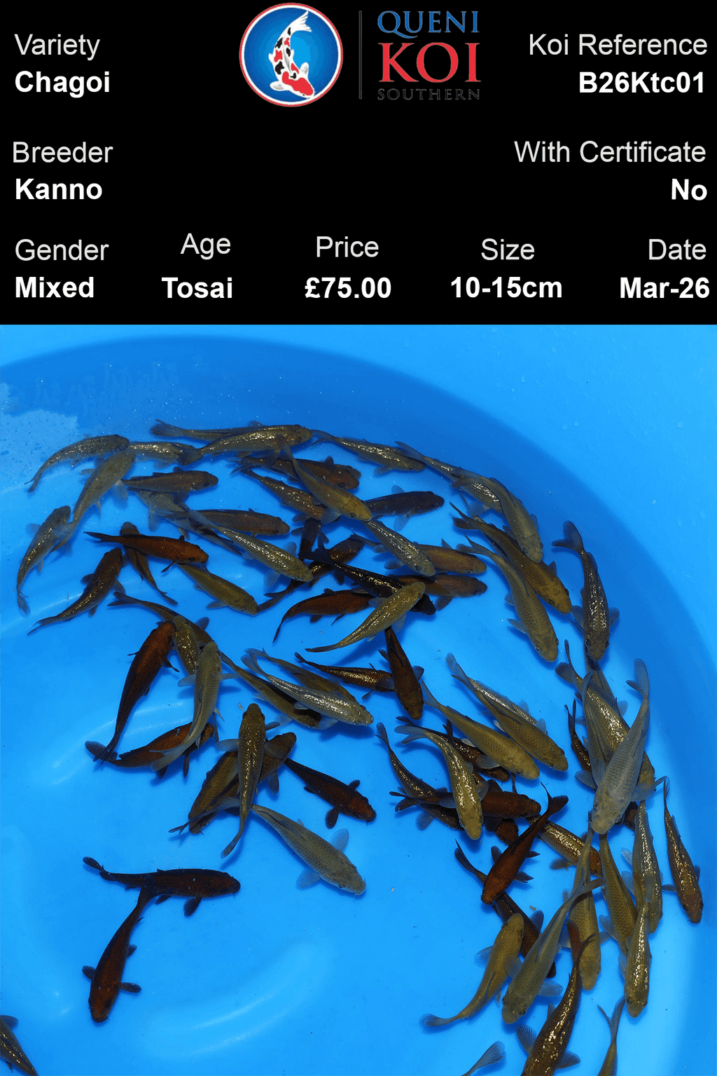 Kanno Chagoi Koi 10-15cm Tosai mixed Japanese koi selection reference B26Ktc01