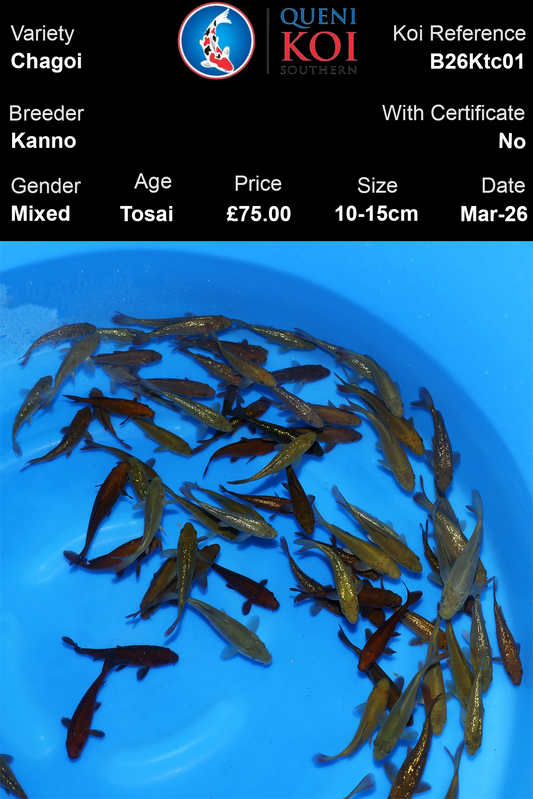 Kanno Chagoi Koi 10-15cm Tosai mixed Japanese koi selection reference B26Ktc01