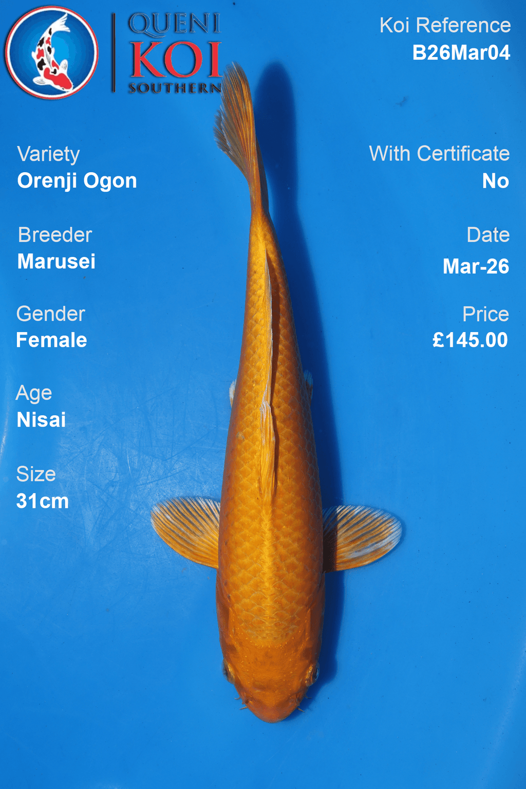 Orenji Ogon koi fish B26Mar04 female 31cm by Marusei
