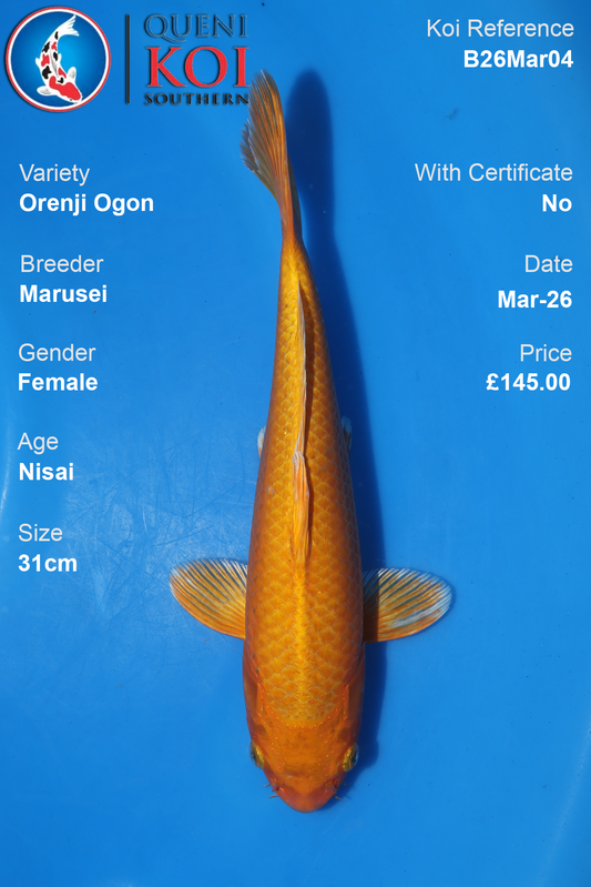 Orenji Ogon koi fish B26Mar04 female 31cm by Marusei