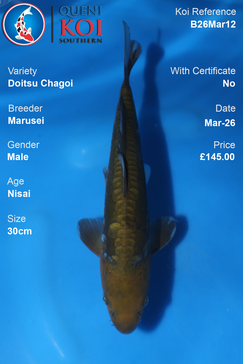 Doitsu Chagoi koi fish B26Mar12 male 30cm by Marusei