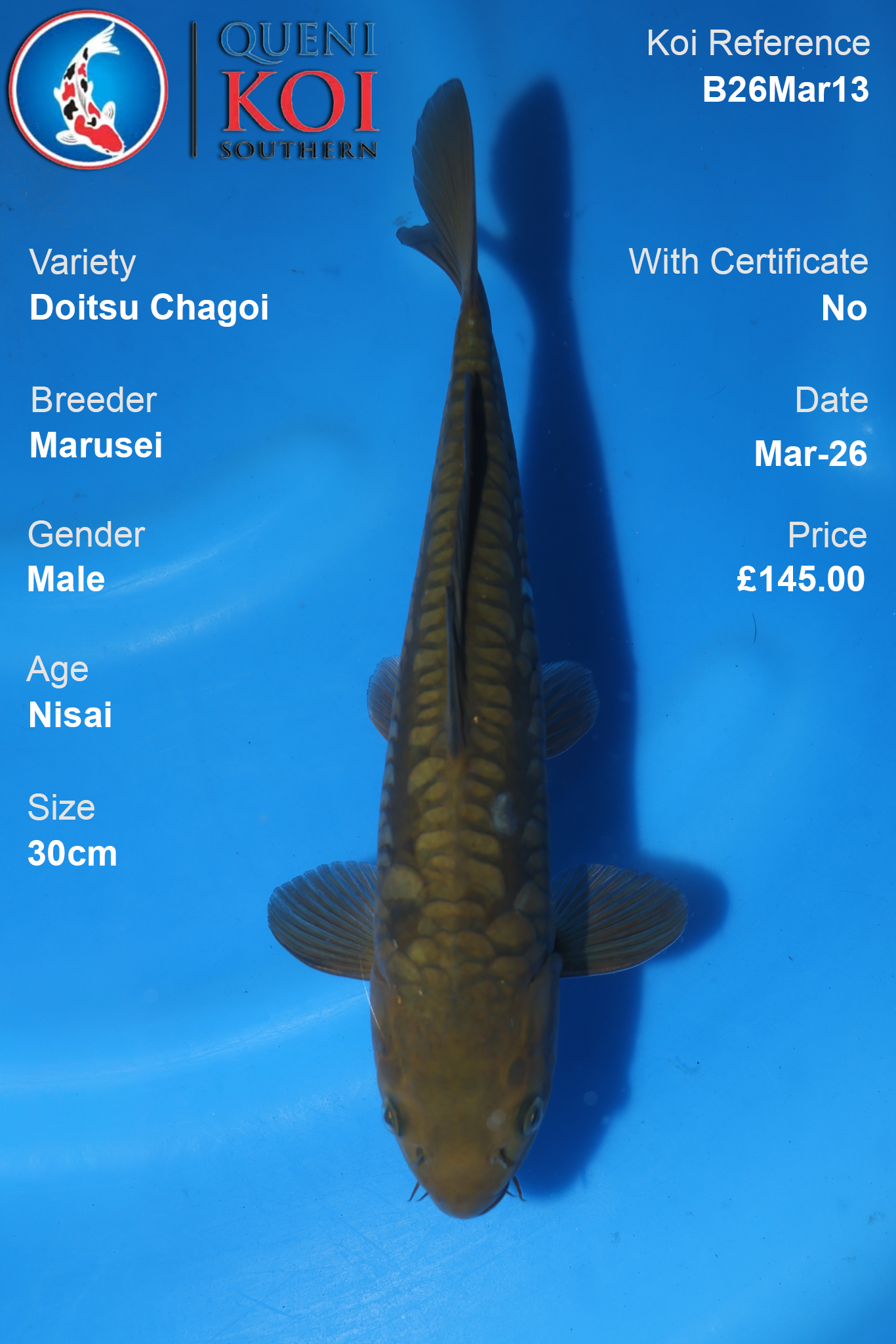 Doitsu Chagoi koi fish B26Mar13 male 30cm by Marusei