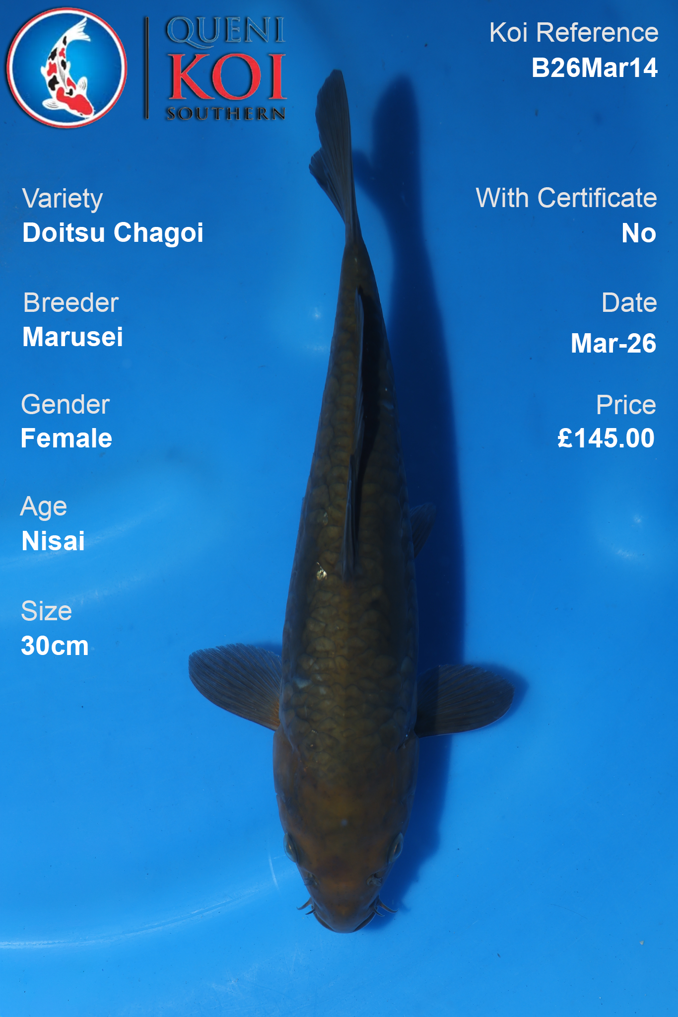 Doitsu Chagoi koi fish B26Mar12 male 30cm by Marusei