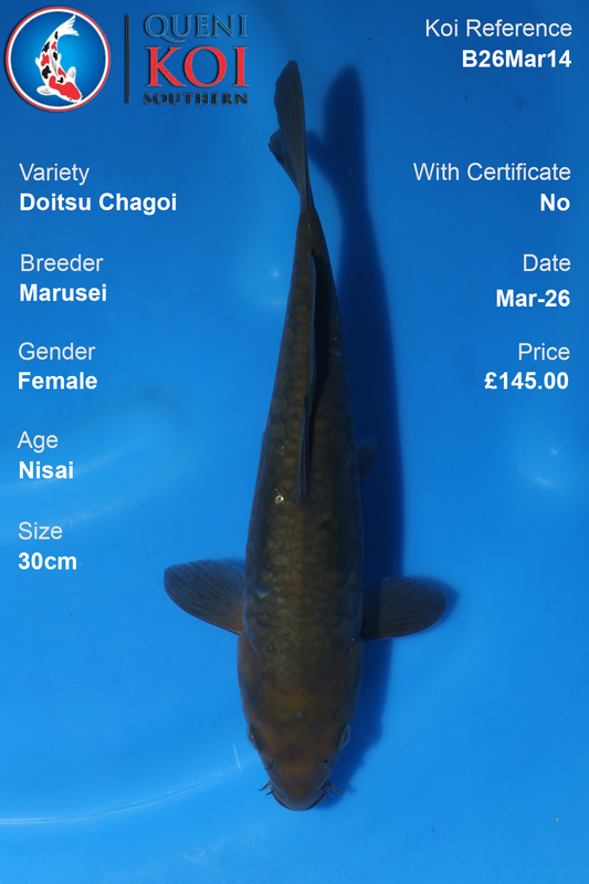Doitsu Chagoi koi fish B26Mar12 male 30cm by Marusei