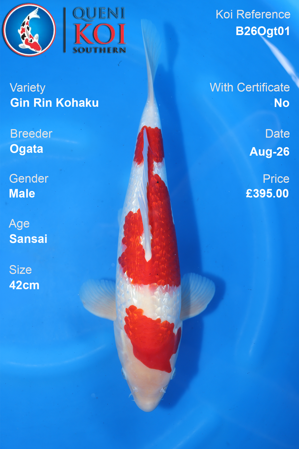 Gin Rin Kohaku by Ogata Male Sansai 42cm - B26Ogt01