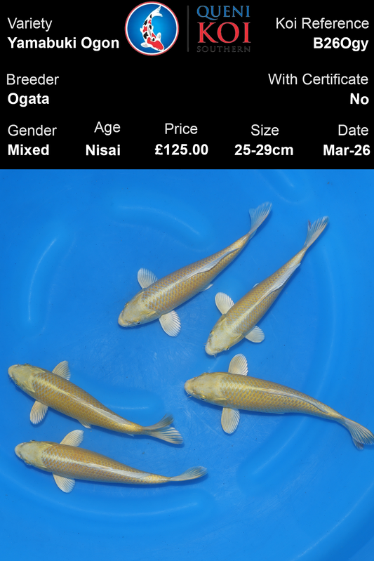 Ogata Yamabuki Ogon B26Ogy – 25-29cm Nisai Mixed Koi