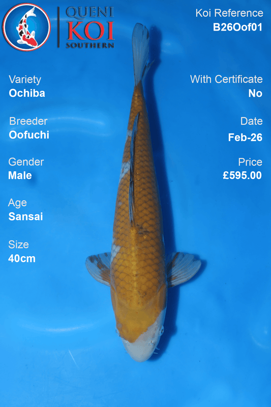Ochiba Koi B26Oof01 top view 40cm Sansai male koi bred by Oofuchi